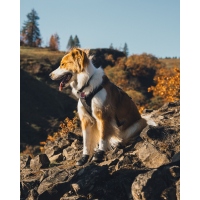 Ruffwear Ridgeline Hundeschuhe Obsidian Black