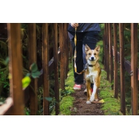 Ruffwear Crag EX Leine Canyon Oxbow