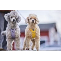 Hurtta Hundegeschirr Seeker Harness honey